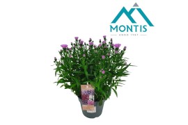 Aster novi-belgii grp showmakers pretty pink