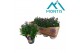 Aster novi-belgii grp showmakers pretty pink 