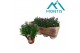 Aster novi-belgii grp showmakers pretty pink 