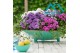 Aster novi-belgii grp showmakers pretty pink 