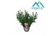 Aster novi-belgii grp showmakers snow white 