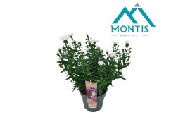 Aster novi-belgii grp showmakers snow white