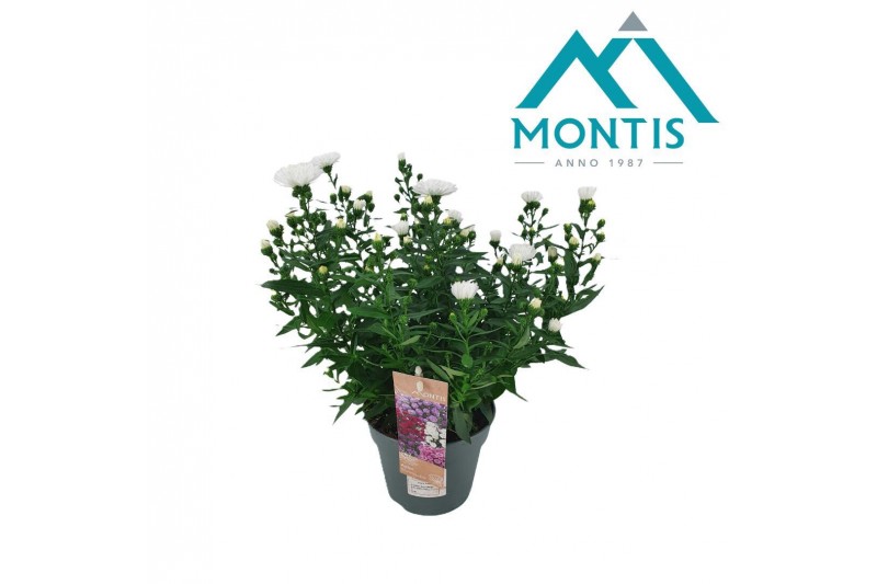 Aster novi-belgii grp showmakers snow white 