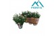 Aster novi-belgii grp showmakers snow white 