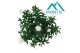 Aster novi-belgii grp showmakers snow white 