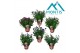 Aster novi-belgii grp showmakers mix 3-5 Kleuren Mixlaag 