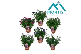 Aster novi-belgii grp showmakers mix 3-5 Kleuren Mixlaag