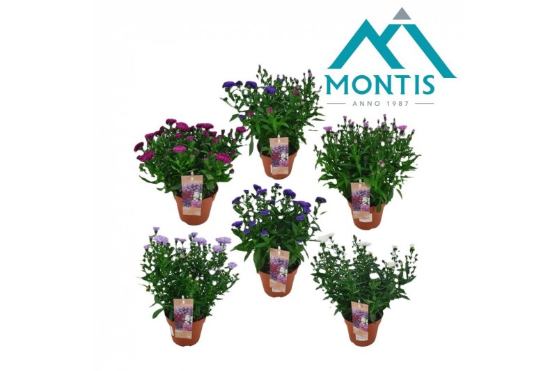 Aster novi-belgii grp showmakers mix 3-5 Kleuren Mixlaag 