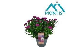 Aster novi-belgii grp showmakers magenta