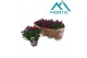 Aster novi-belgii grp showmakers magenta 