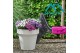 Aster novi-belgii grp showmakers magenta 