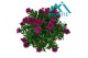 Aster novi-belgii grp showmakers magenta 