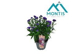 Aster nnovi-belgii grp showmakers blue bayou endless blue