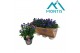 Aster nnovi-belgii grp showmakers blue bayou endless blue 