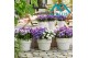 Aster nnovi-belgii grp showmakers blue bayou endless blue 