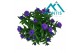 Aster nnovi-belgii grp showmakers blue bayou endless blue 
