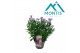 Aster novi-belgii grp showmakers lilac sunset 