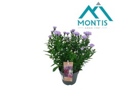 Aster novi-belgii grp showmakers lilac sunset