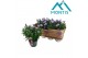 Aster novi-belgii grp showmakers lilac sunset 