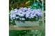 Aster novi-belgii grp showmakers lilac sunset 