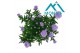 Aster novi-belgii grp showmakers lilac sunset 