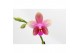 Phalaenopsis liodoro 1 tak 