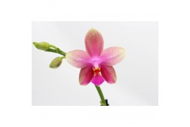 Phalaenopsis liodoro 1 tak