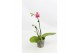 Phalaenopsis liodoro 1 tak 