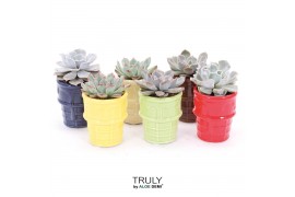 Echeveria TRULY Echeveria, ice cream 1 pp