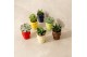 Echeveria TRULY Echeveria, ice cream 1 pp 