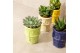 Echeveria TRULY Echeveria, ice cream 1 pp 