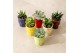 Succulenten TRULY Succulent, ice cream 1 pp 