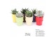 Succulenten TRULY Succulent, ice cream 1 pp 