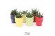 Succulenten TRULY Haworthia Gasteria, ice cream 1 pp 