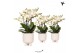 Phalaenopsis multiflora anthura lausanne Kolibri Orchids in gummy trav 