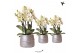 Phalaenopsis multiflora anthura lausanne Kolibri Orchids in groove sil 