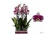 Phalaenopsis anthura barcelona 3 tak - 65/70cm 