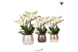 Phalaenopsis multiflora anthura lausanne Kolibri Orchids in elite mix