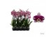 Phalaenopsis anthura barcelona 2 tak - 75/80cm 