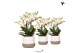 Phalaenopsis multiflora anthura lausanne Kolibri Orchids Phalaenopsis  