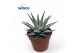 Haworthia alba 