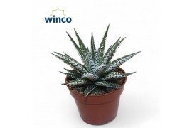 Haworthia alba