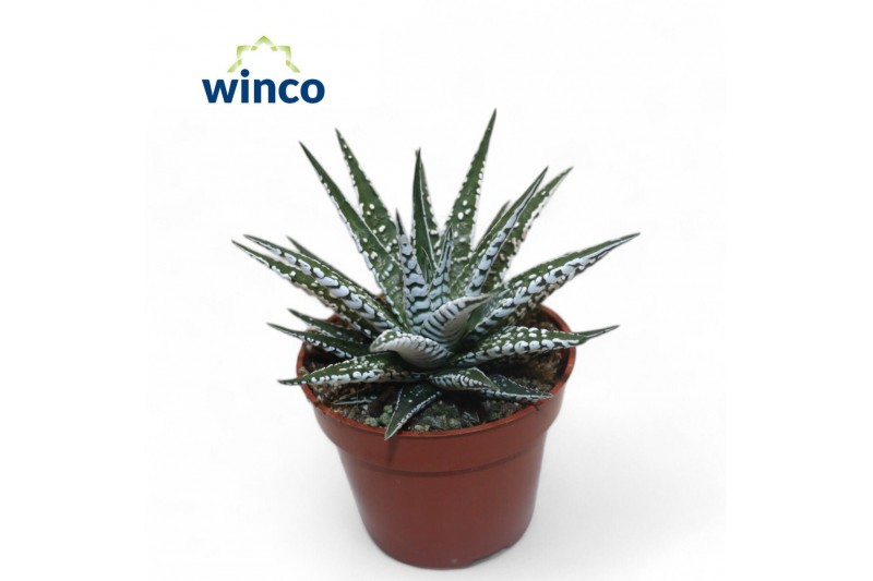 Haworthia alba 