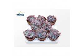 Echeveria Trumpet Pinky