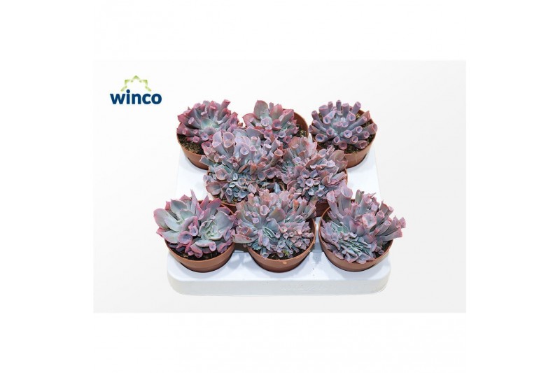 Echeveria Trumpet Pinky 