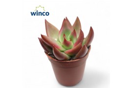 Echeveria taurus mars