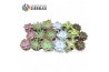 Succulenten Sierras® - Malaga Mix