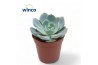 Echeveria Grey Prince
