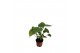 Monstera deliciosa zonder gaten,1 pp 