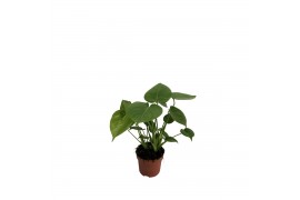 Monstera deliciosa zonder gaten,1 pp